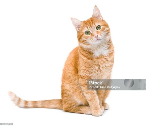 cat stock image